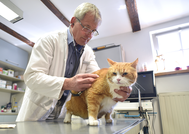 tierarzt dr kersebohm luenen dortmund bochum nrw