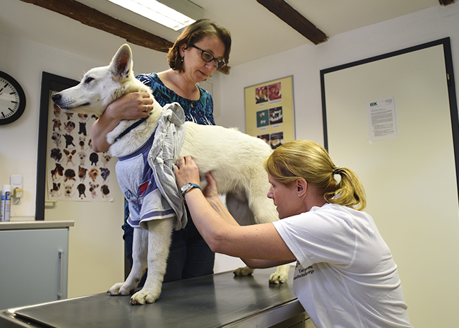 06 tierarzt dr kersebohm luenen dortmund bochum nrw