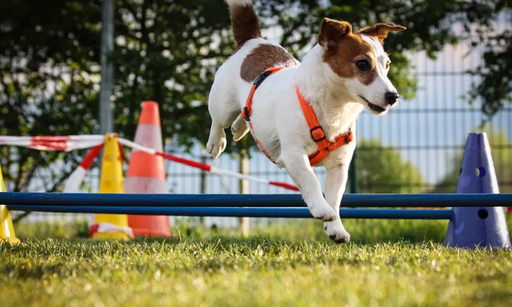 Hund springt über Hindernis in der Hundeschule Kersebohm
