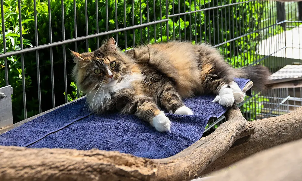 Entspannte Katze in der Tierpension Kersebohm